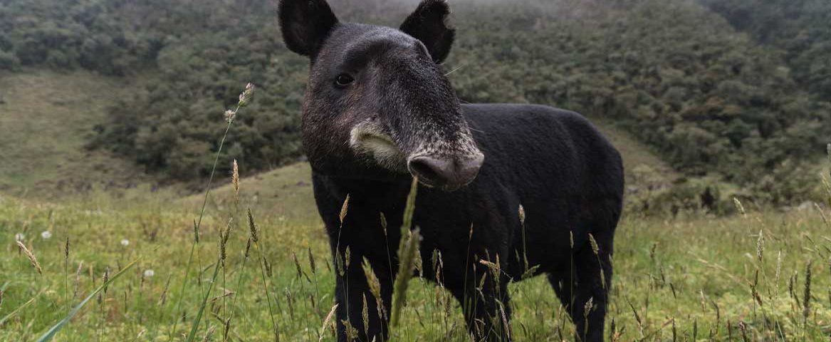 Danta de montaña especie en monitoreo en San José de Isnos
