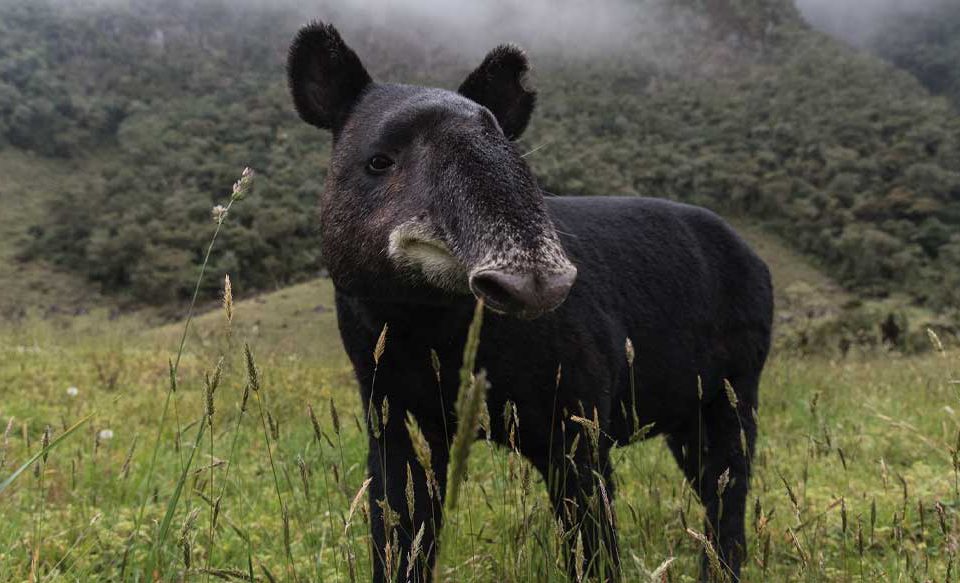 Danta de montaña especie en monitoreo en San José de Isnos