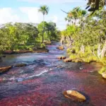 Río de colores en San José del Guaviare, consigue tus pasajes de Bogotá a San Jose del Guaviare en Flota La Macarena.