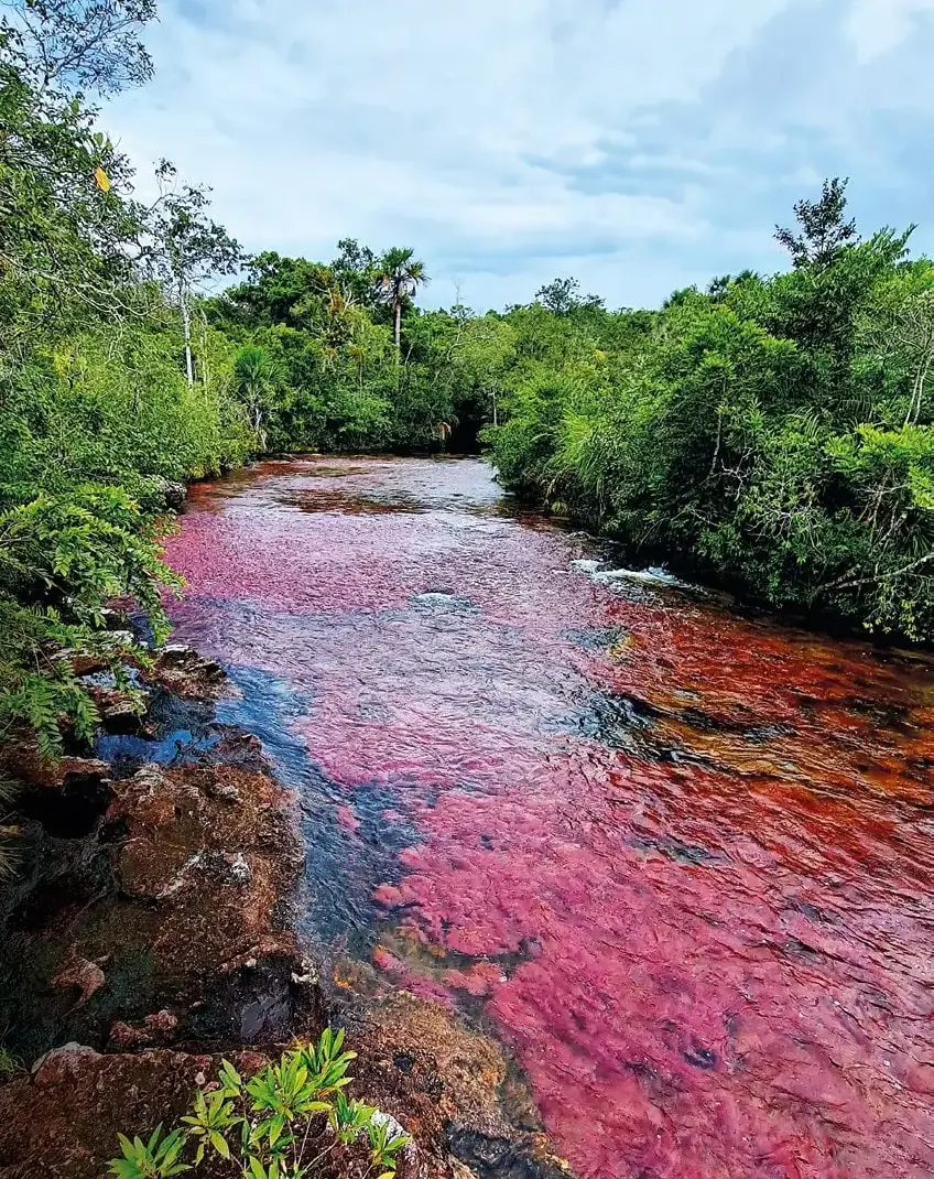 Caño Cristales